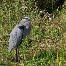 GreatBlue