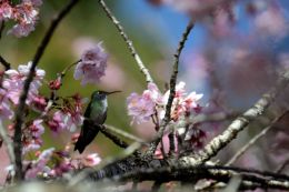 A tired hummingbird...