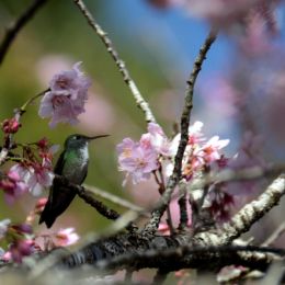 Atiredhummingbird