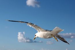 Flying over the sea