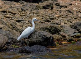 Ibis