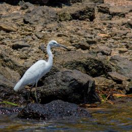 Ibis