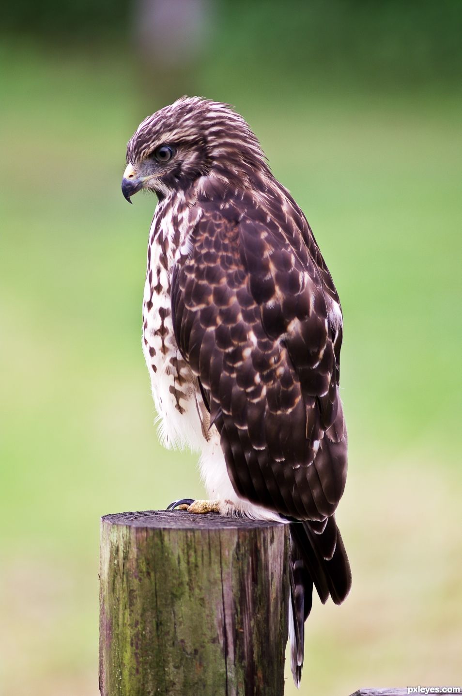 Young Hawk