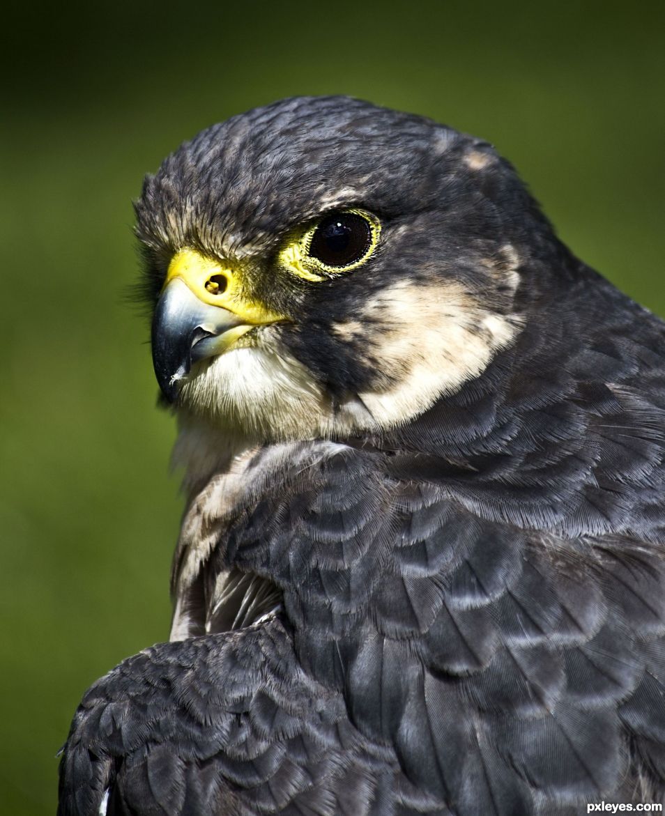 Peregrine Falcon