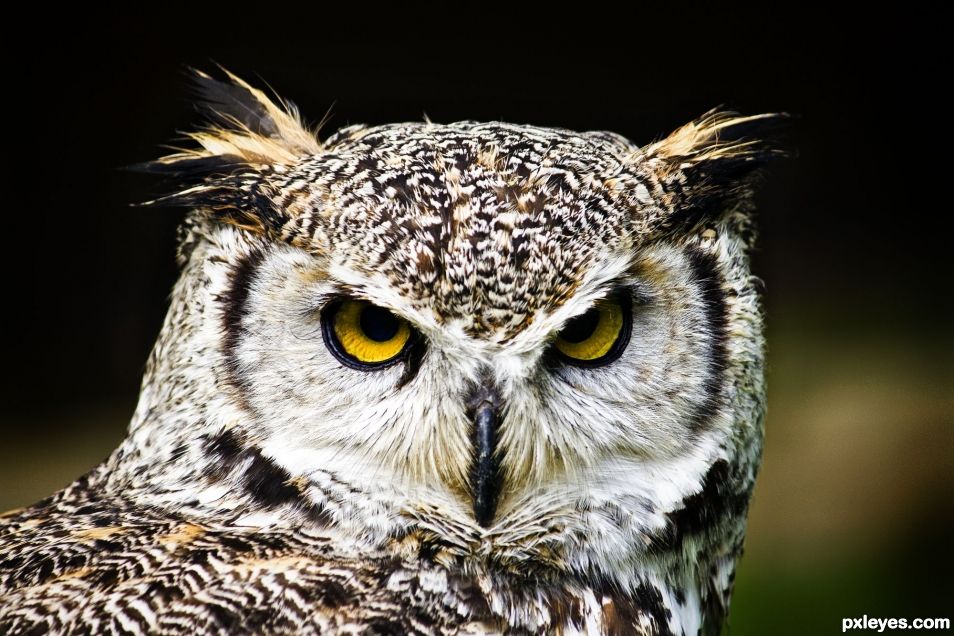 Eagle Owl