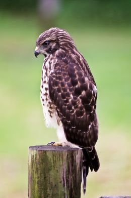 Young Hawk