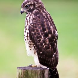 YoungHawk