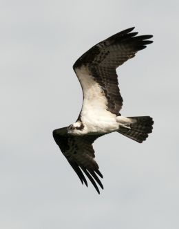 Some kind of hawk