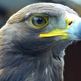 goldeneagle