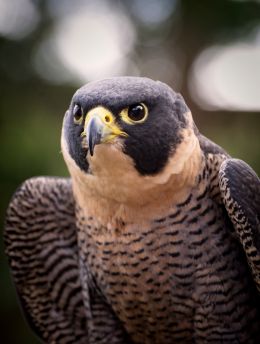 Peregrine Falcon