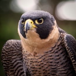 PeregrineFalcon