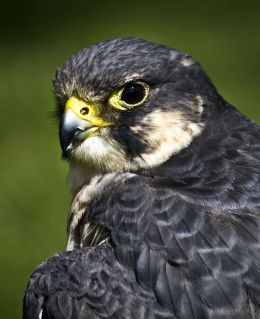 Peregrine Falcon