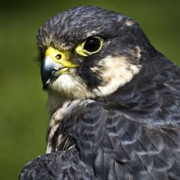 PeregrineFalcon