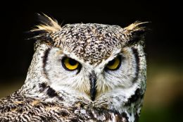 Eagle Owl