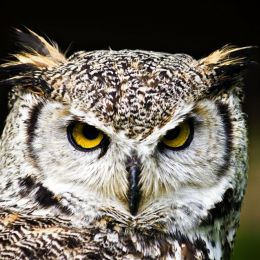 EagleOwl