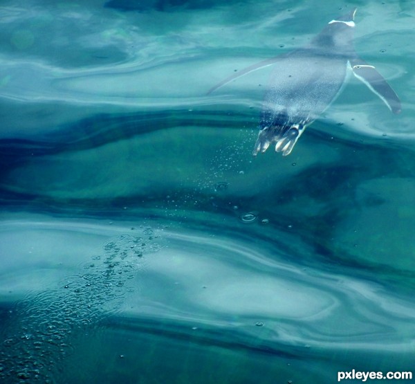  underwater bird