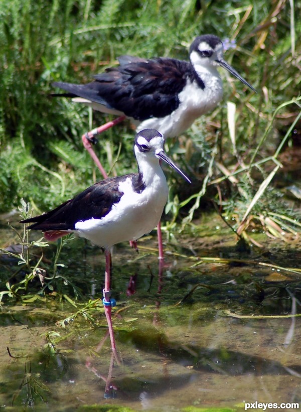 A Pair of Pipers