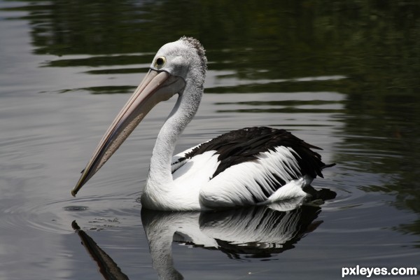 Australian Pelican