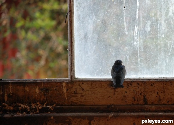 Baby starling