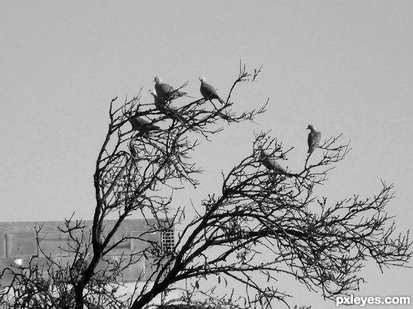 Birds on a tree