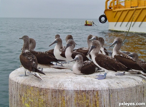 Blue Footed Boobys
