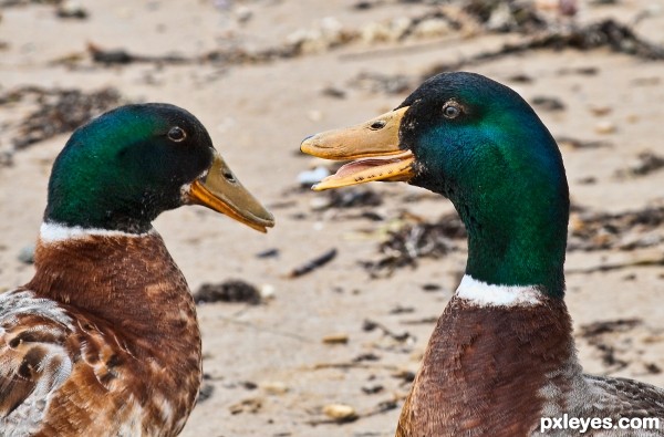 Chatting Ducks