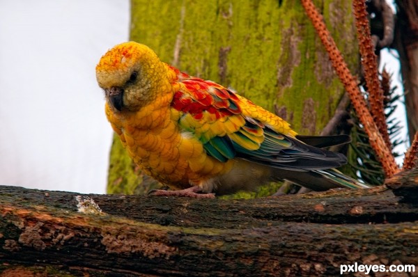 Coloured Bird