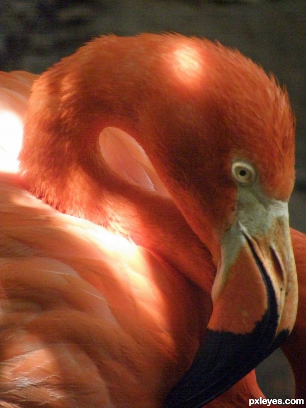 Flamingo in the Shadow