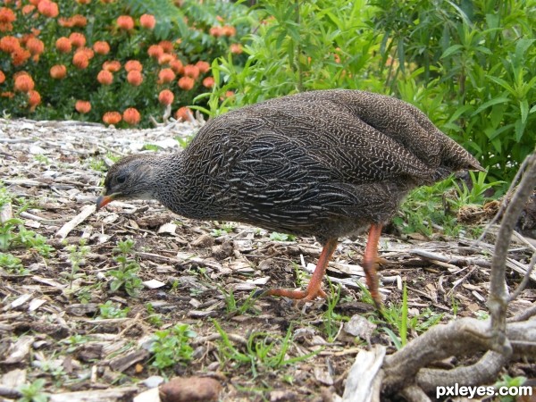 Francolin