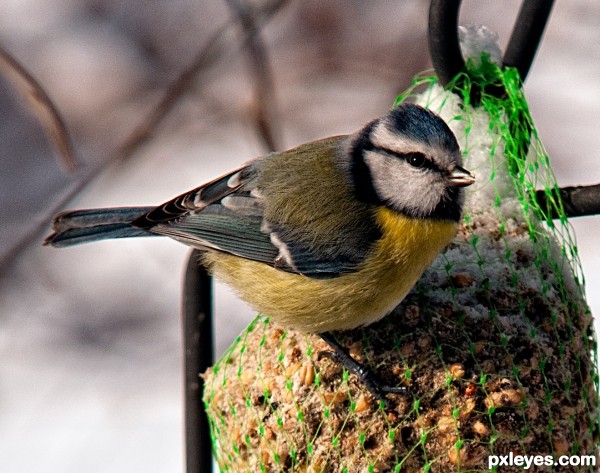 Great titmouse