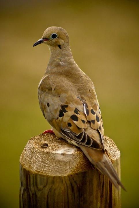 Lonely Dove photoshop picture)