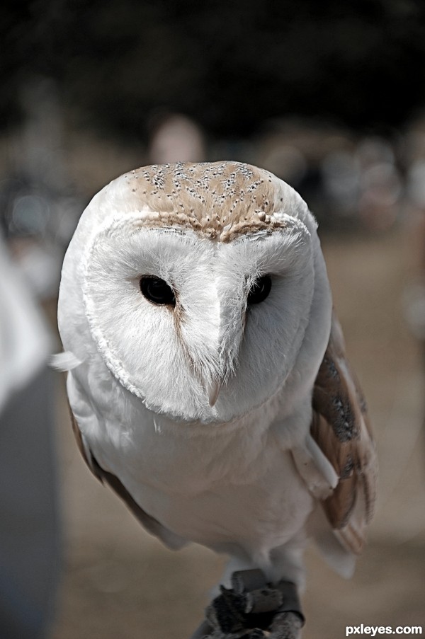 Masked Owl photoshop picture)