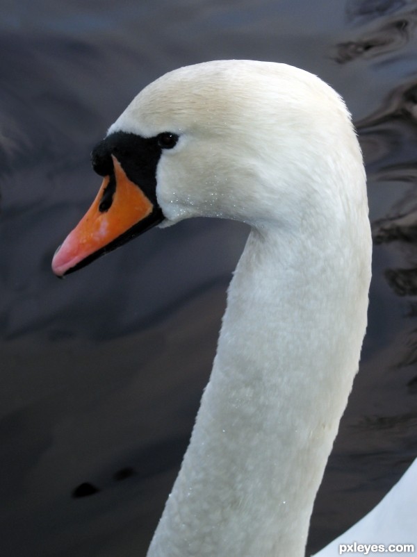 Mute Swan