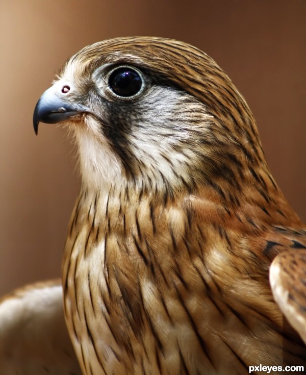 Nankeen Kestrel photoshop picture)