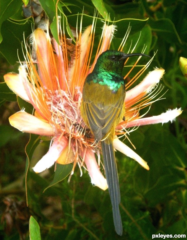 Orange breasted sunbird