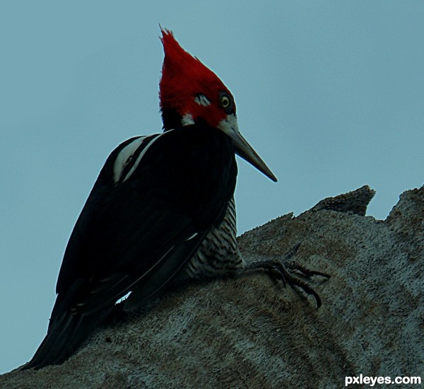 WOODPECKER (PICA PAU)