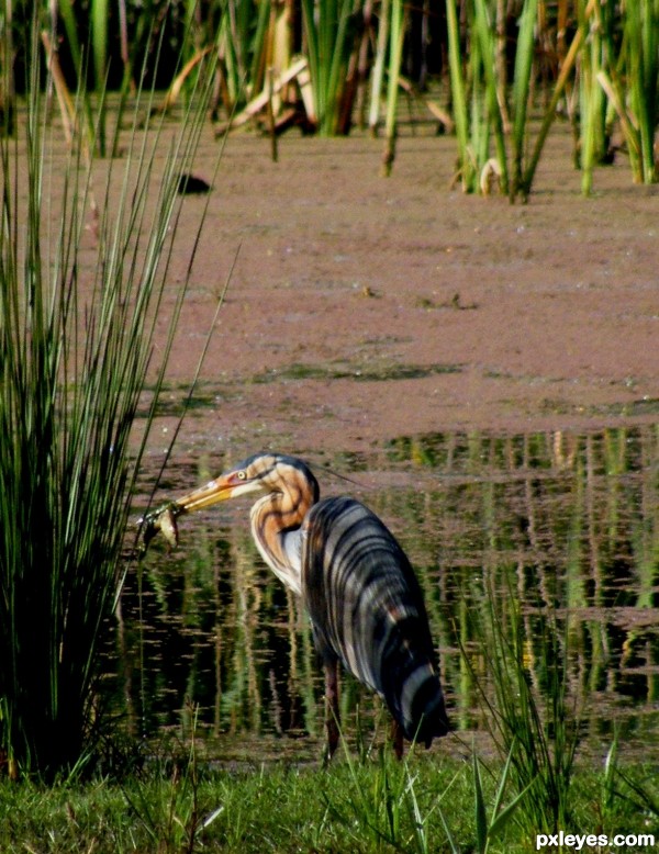 Purple Heron