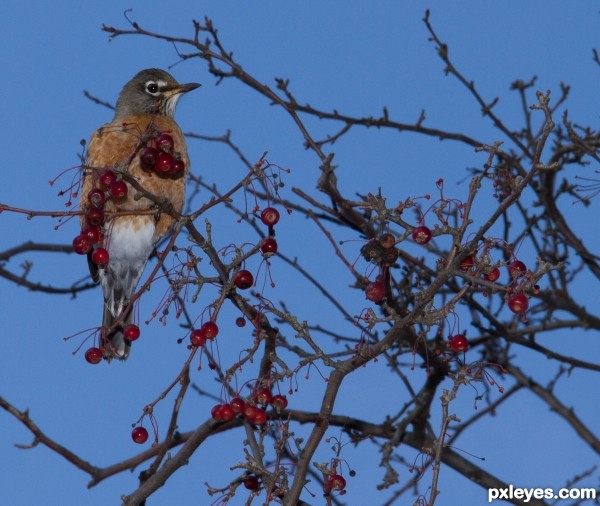 Creation of Robins in December: Final Result