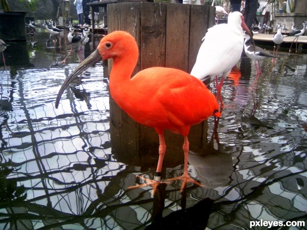 Scarlet ibis