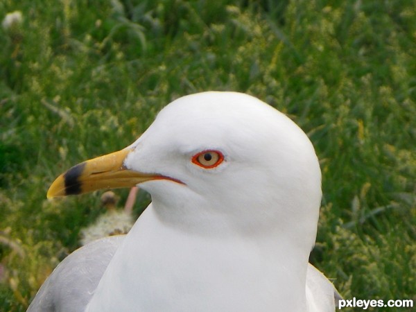 Seagull