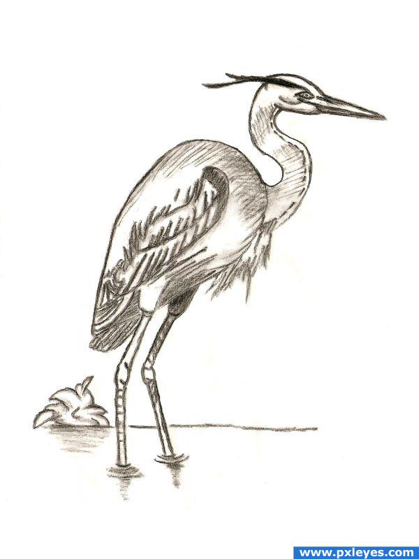 Blue Heron