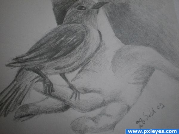 Creation of Canary Sketch : Final Result