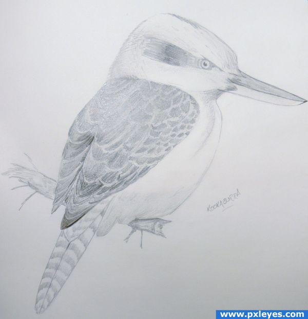 Creation of Kookaburra: Final Result