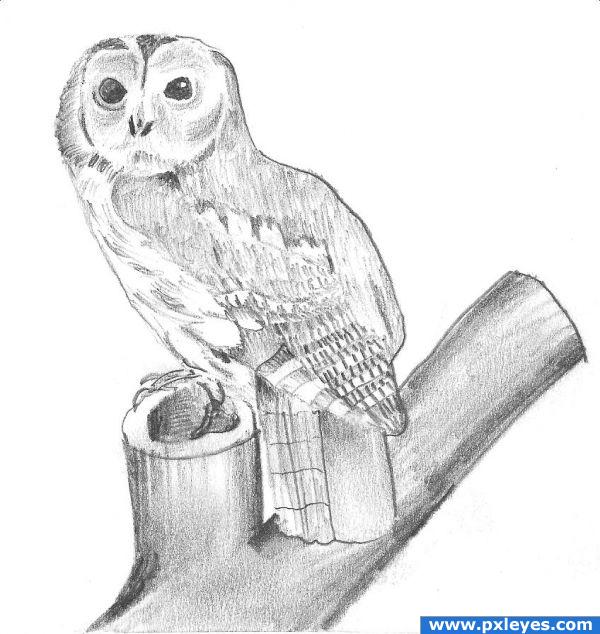 owl