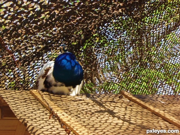 peacock nap