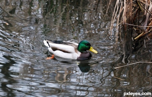 quack.