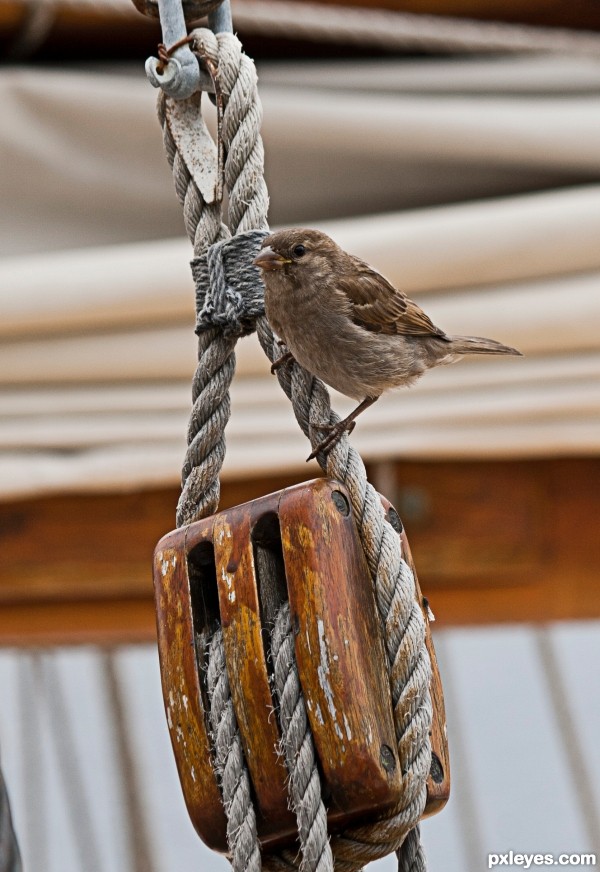 sparrow on boat photoshop picture)