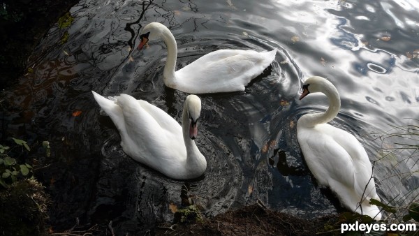 swans