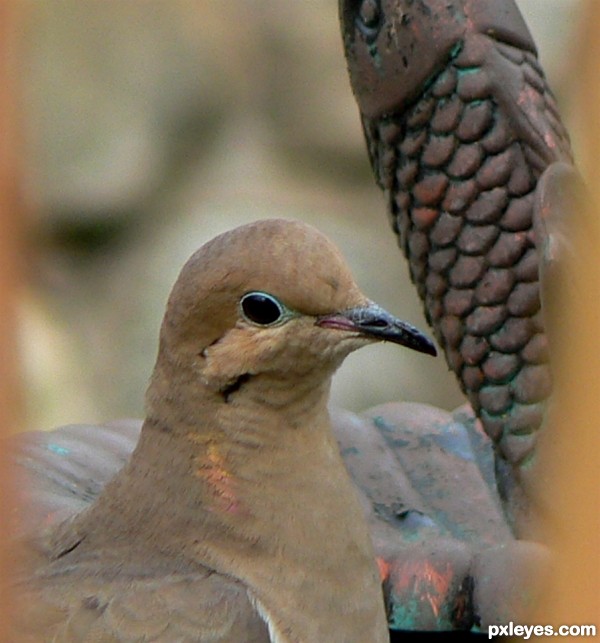 sweet morning dove