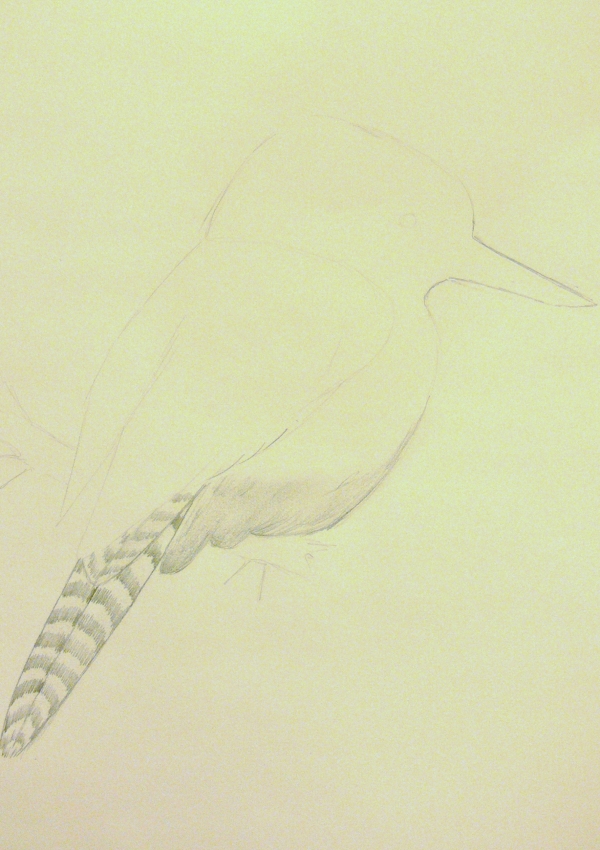 Creation of Kookaburra: Step 1